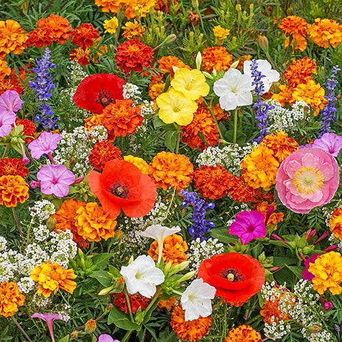 🔥Last day clearance💝Premium Cold-Hardy Mixed Perennial Seeds - Selected 40+ Fall Planting Mix