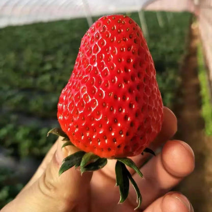 Creamy Strawberry Seeds🍓