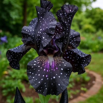⚜️ Rare Tall Bearded Iris – Premium Garden Rhizomes
