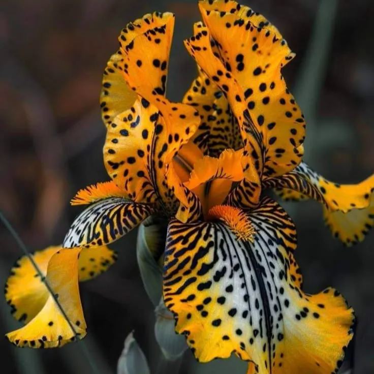 ⚜️ Rare Tall Bearded Iris – Premium Garden Rhizomes