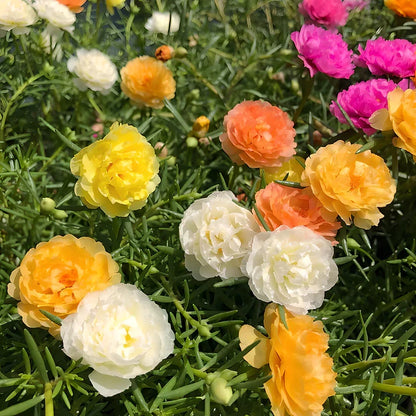 🌸Beautiful everlasting flower-💥moss rose