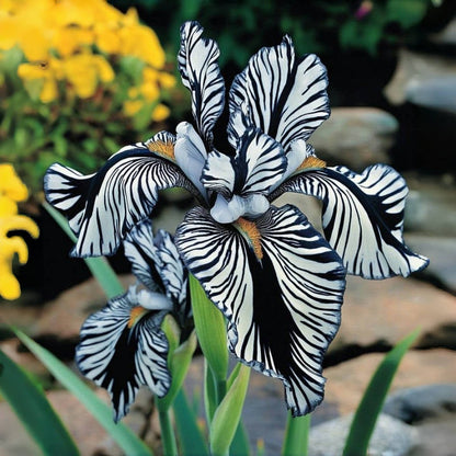 ⚜️ Rare Tall Bearded Iris – Premium Garden Rhizomes