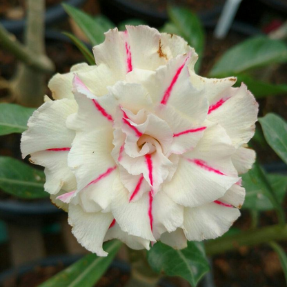 🔥Desert Rose Sale – Save Big Today!🎁 😍Vibrant Blooms All Season Long 🌵