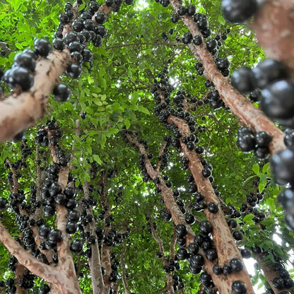 Grapes that Grow on Trees! 🌳🍇 Jaboticaba Heirloom Tree Seeds
