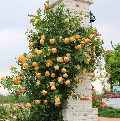 🌹Climbing Rose Seeds🌺 Easy Grow, First-Year Blooming Beauty