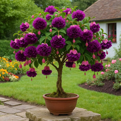 🌸 Double Fuchsia Plants – Elegant Cascading Blooms for Shade Gardens
