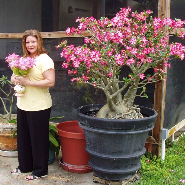 🔥Desert Rose Sale – Save Big Today!🎁 😍Vibrant Blooms All Season Long 🌵