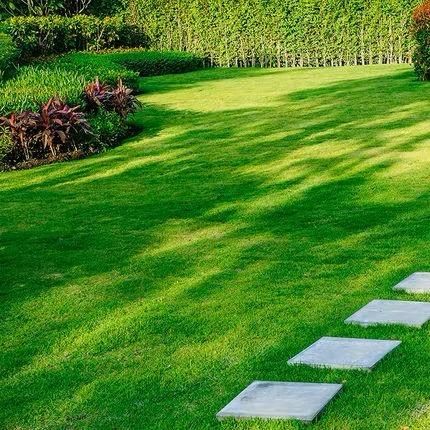 🌱 Four Seasons Evergreen Dwarf Grass Seed | Creating the ideal lawn starts at this moment!