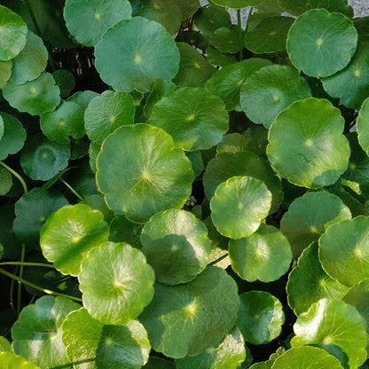 Copperleaf Seeds: Grow Your Own Luck and Prosperity! 🌿💰