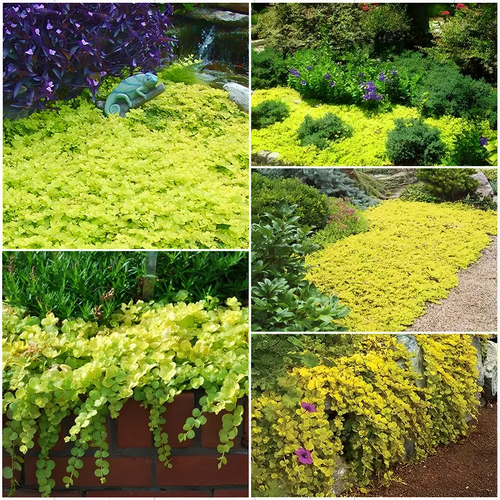 🌈Wonderful yellow-green ground cover plant ✨Golden leaf sedge