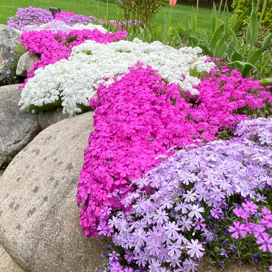 💐Creeping Phlox Seeds✨Vibrant Tapestry of Color