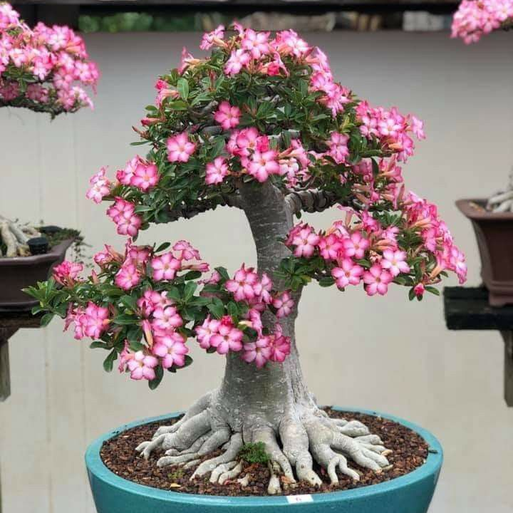 🔥Desert Rose Sale – Save Big Today!🎁 😍Vibrant Blooms All Season Long 🌵