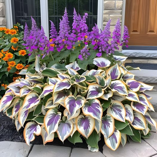 🔥Rare and premium quality hosta seeds🌿Your Garden Will Look Professionally Designed