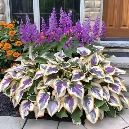 🔥Premium Rare Hosta Seeds🌿Turn Your Garden Into a Designer Landscape