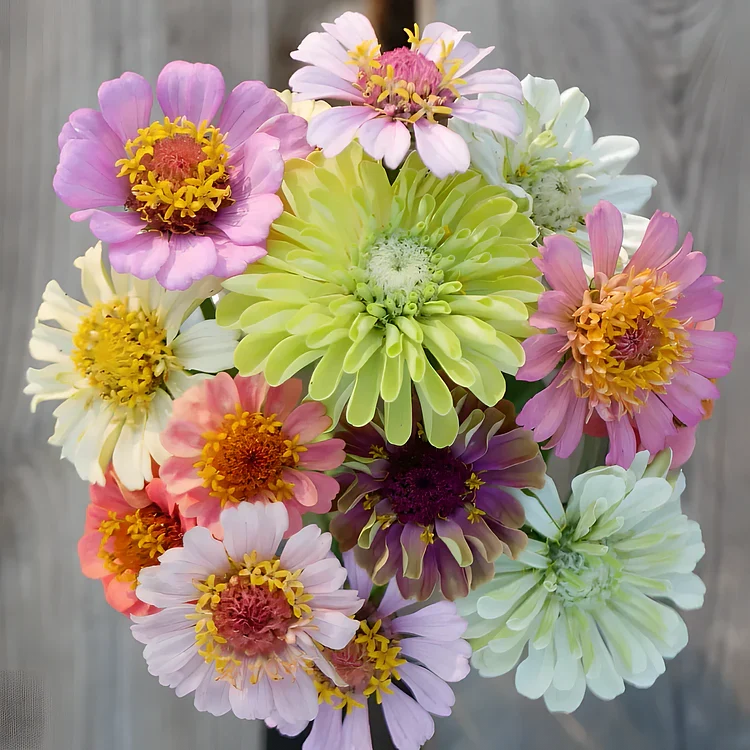 🏠🌿Easy Double Zinnia Seeds – Big, Bold, Beautiful💮🤗