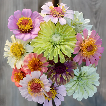 🏠🌿Easy Double Zinnia Seeds – Big, Bold, Beautiful💮🤗
