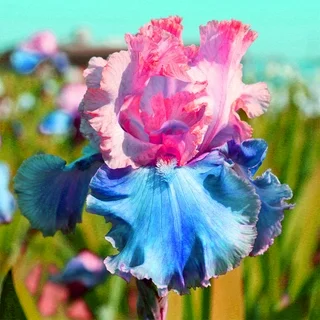 ⚜️ Rare Tall Bearded Iris – Premium Garden Rhizomes