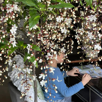 🌼Double Jasmine 🌸 Easy to Grow & Wonderfully Fragrant