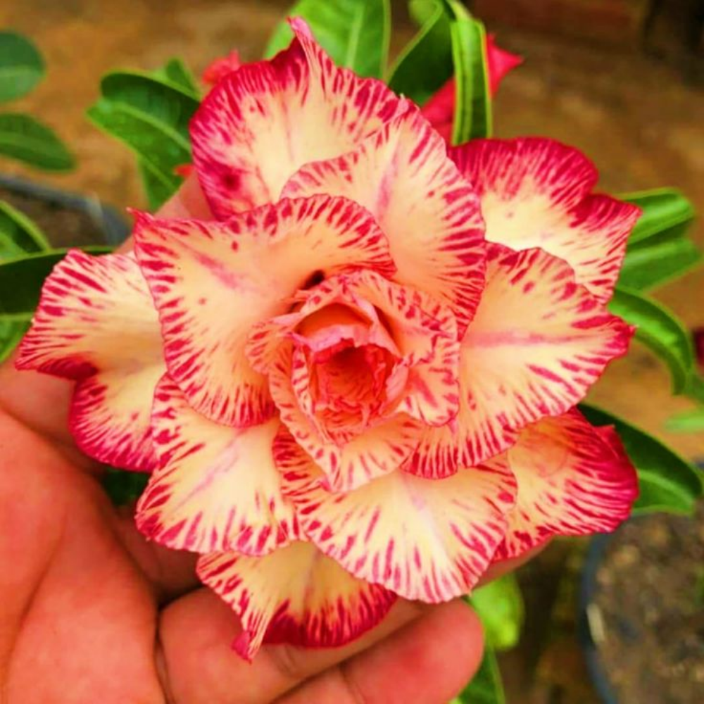 🔥Desert Rose Sale – Save Big Today!🎁 😍Vibrant Blooms All Season Long 🌵