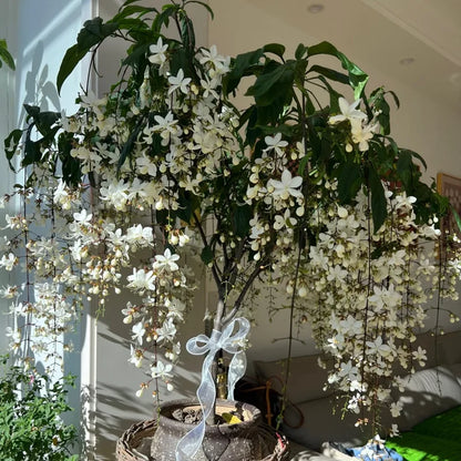 🌼Double Jasmine 🌸 Easy to Grow & Wonderfully Fragrant