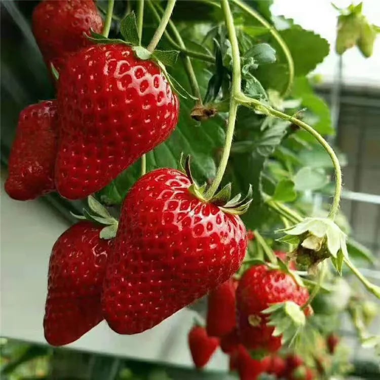 Creamy Strawberry Seeds🍓