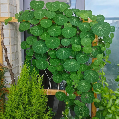 ✨💚Green plants that purify the air🌿Mountain Tortoise
