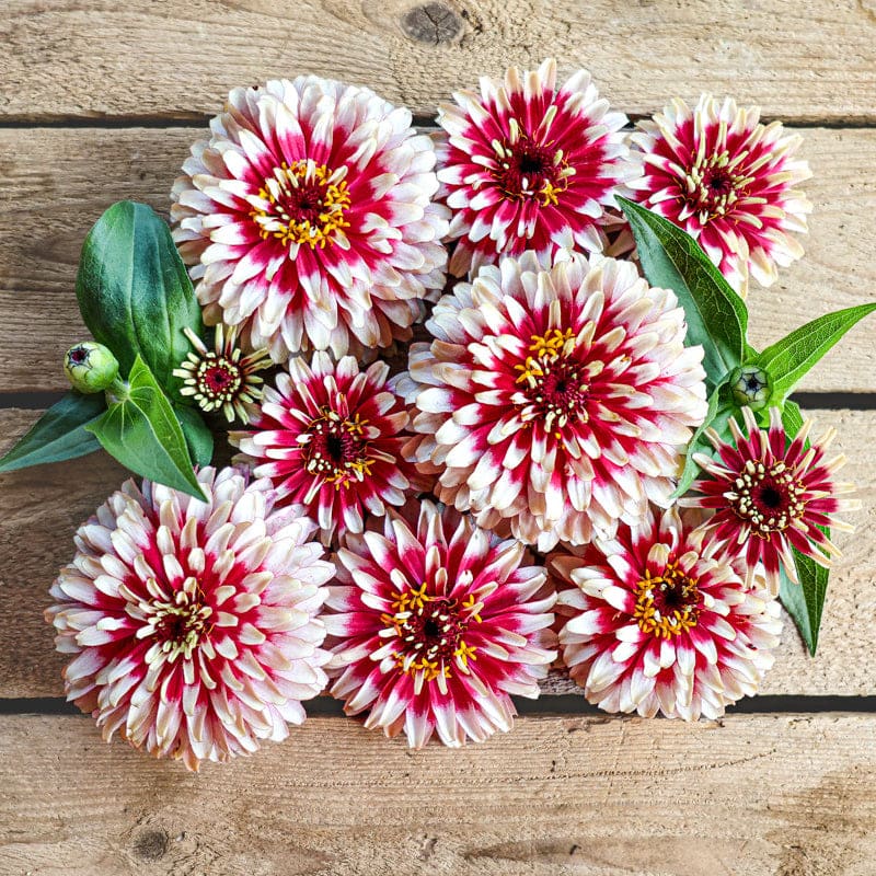 🔥Zinnia Seeds 🌼Grow a Burst of Color in Your Garden (Fast, Easy & Beginner-Friendly)