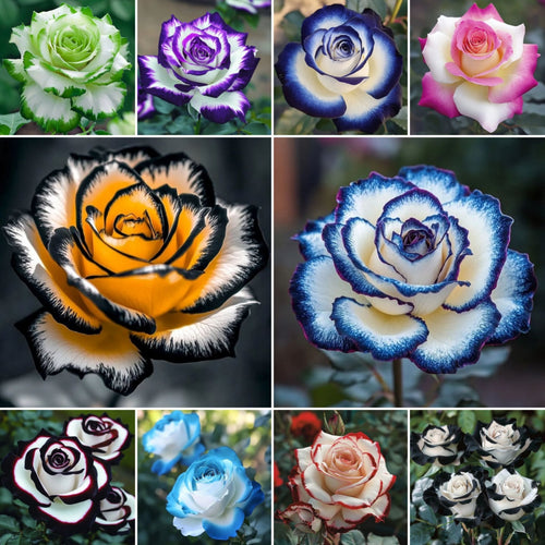 🌹Rare Blue Moon Rose 🌌Multi-Colored Petal Lace Rose🌈🌹