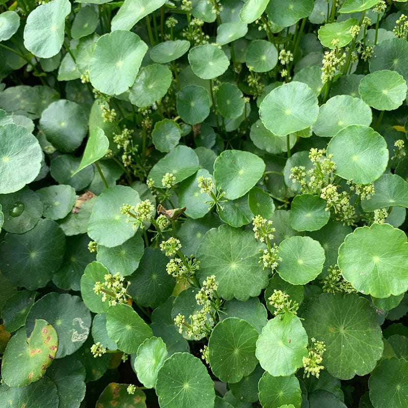 Copperleaf Seeds: Grow Your Own Luck and Prosperity! 🌿💰