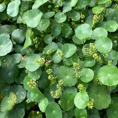 Copperleaf Seeds: Grow Your Own Luck and Prosperity! 🌿💰