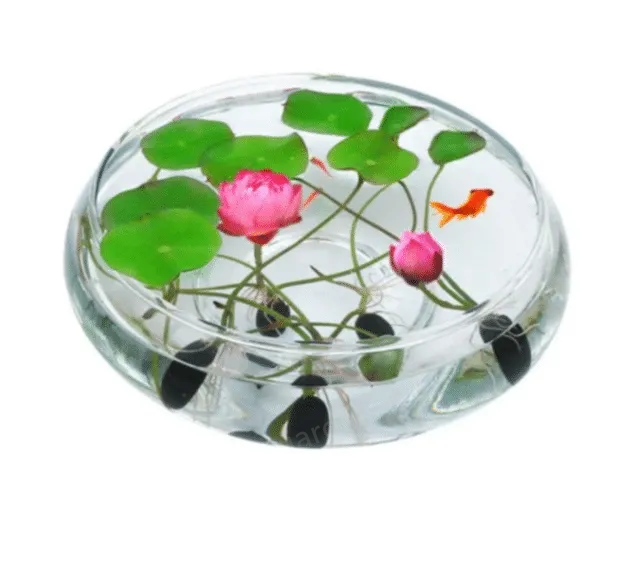 🌺The sacred lotus flower in bonsai🌺