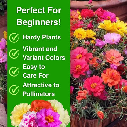 🐝 With the Most Hardy Flowers, create the freest DIY🌼 Double-Flower Moss Roses
