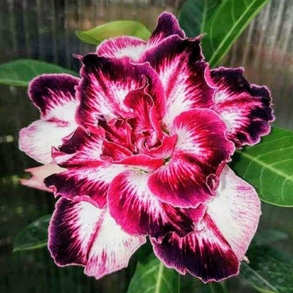 🔥Desert Rose Sale – Save Big Today!🎁 😍Vibrant Blooms All Season Long 🌵