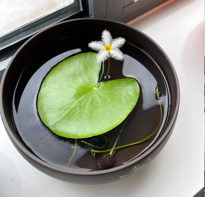 Hydroponic Plants Water Snowflake