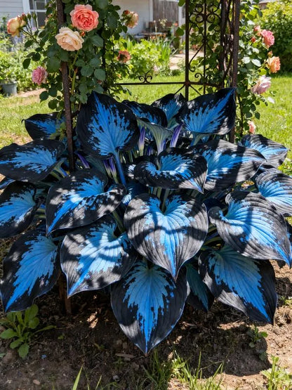 🔥Rare and premium quality hosta seeds🌿Your Garden Will Look Professionally Designed