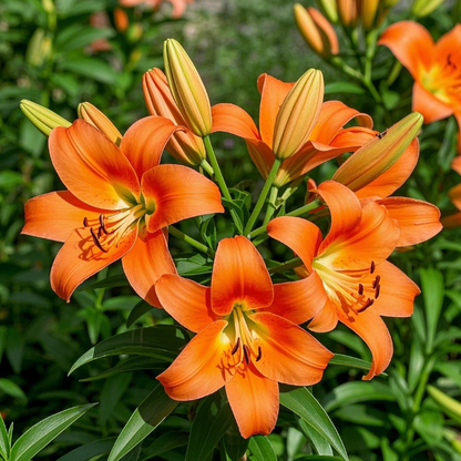🌺🍷Double Bloom Lily Bulbs—Fresh and Sweet