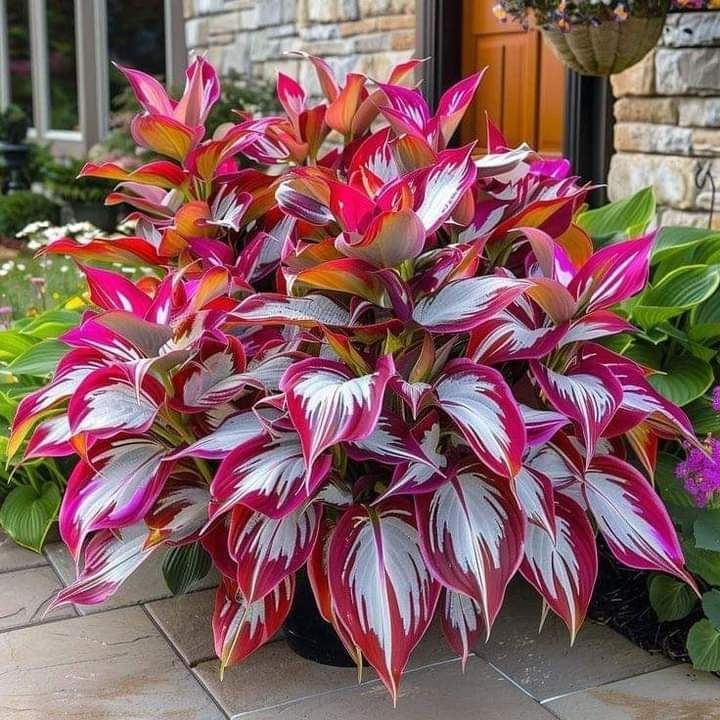 🔥Rare and premium quality hosta seeds🌿Your Garden Will Look Professionally Designed