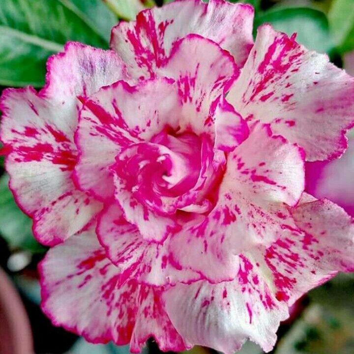 🔥Desert Rose Sale – Save Big Today!🎁 😍Vibrant Blooms All Season Long 🌵
