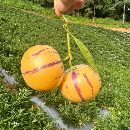 😋Plant Once, Harvest Sweet Pepino Fruits All Season