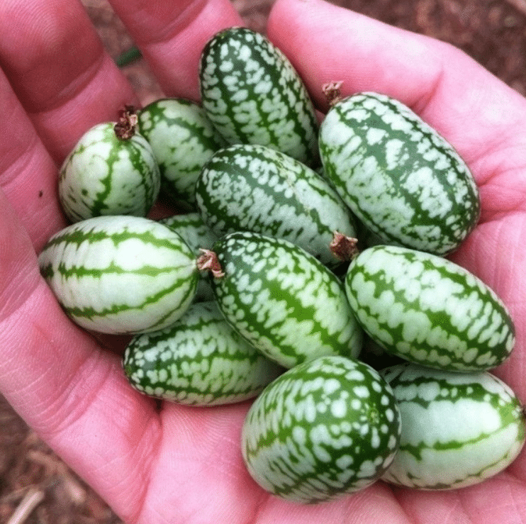 🍉🍉Super MINI! - Thumb Watermelon