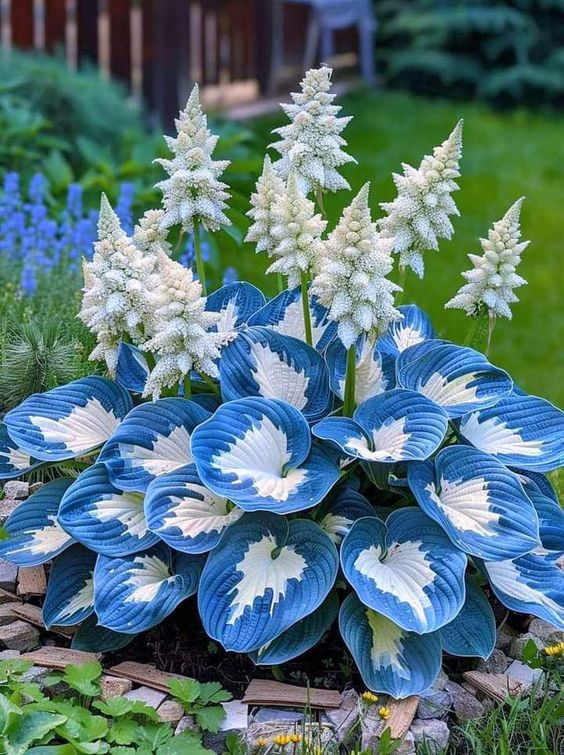 🔥Premium Rare Hosta Seeds🌿Turn Your Garden Into a Designer Landscape
