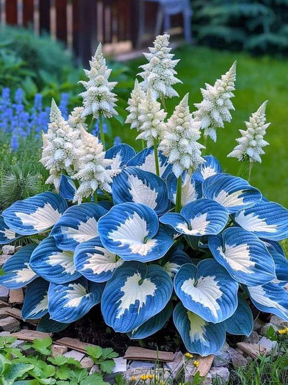 🔥Premium Rare Hosta Seeds🌿Turn Your Garden Into a Designer Landscape