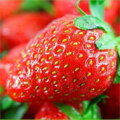 Creamy Strawberry Seeds🍓