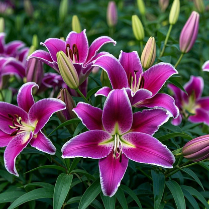 🌺🍷Double Bloom Lily Bulbs—Fresh and Sweet