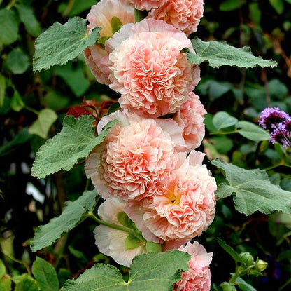 🌈 Premium Double Hollyhock🌸Plant Once, Bloom for Years