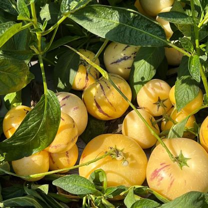 😋Plant Once, Harvest Sweet Pepino Fruits All Season