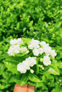 🌸 Delicate White Jasmine That Fills Your Garden With Fragrance 🌿