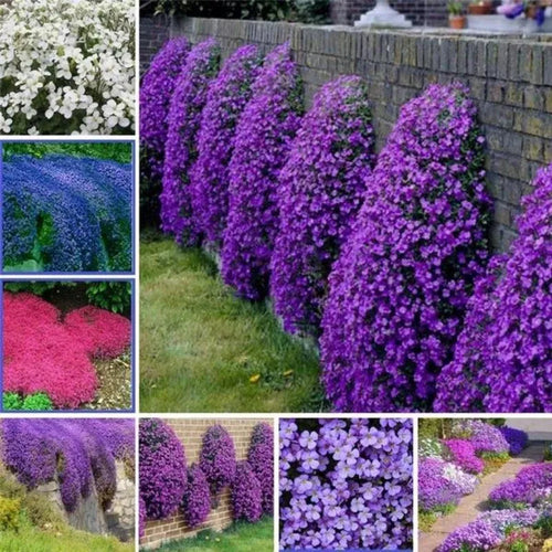 ✨ The Magical Fairy Garden of Your Dreams✨Creeping Thyme Seeds