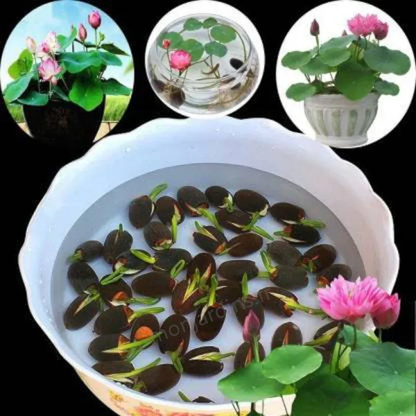 🌺The sacred lotus flower in bonsai🌺