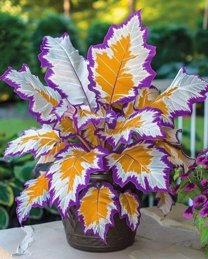 💚 ✨Premium Giant Tall Hosta Bulbs🔥Low-Maintenance, Shade-Loving & Comes Back Every Year